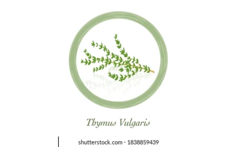 HERB THYME logo